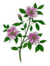 AC Rose